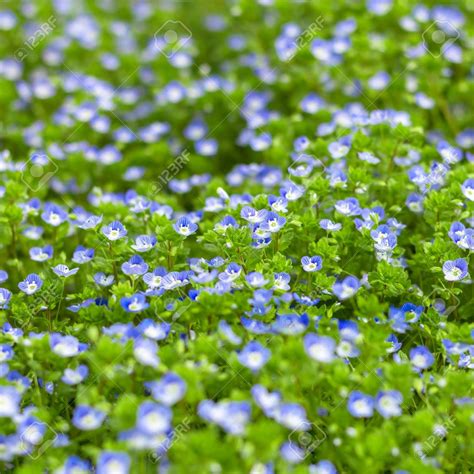 Plants With Tiny Blue Flowers Home Design Ideas