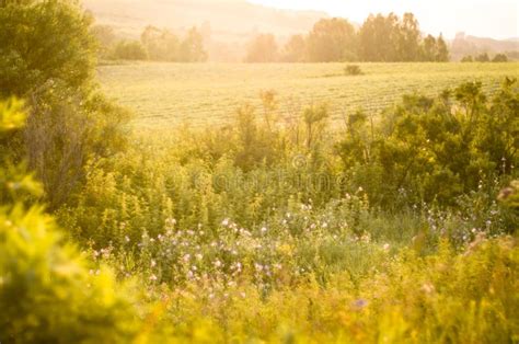 New Day Concept Vibrant Summer Sunrise Through The Tall Grass With