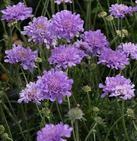 Scabious Scabiosa Flutter Deep Blue Pack X6 Large Plug Plants