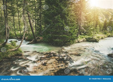 Two Mountain Rivers Merge Scenery Stock Photo Image Of Clean Spruce