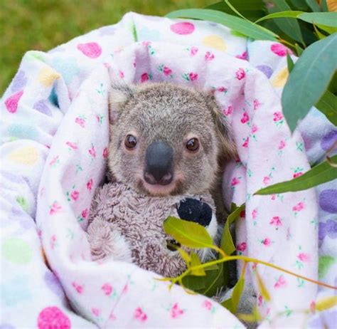 Pin By Diane Mckenna On For The Love Of Animals Cute Koala Bear Baby