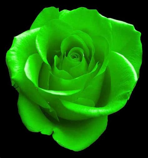 Colors Of Roses Green Roses