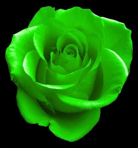 Download and use 100,000+ rose background stock photos for free. Green Rose Flowers - Flower HD Wallpapers, Images ...