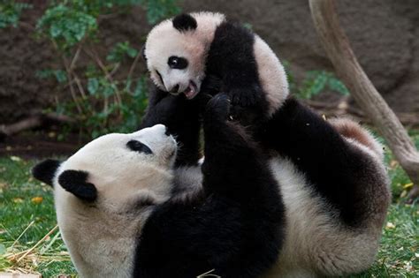 Giant Panda San Diego Zoo Animals And Plants