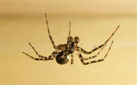 Blog What It Means If Your Dallasfort Worth Home Has More Spiders