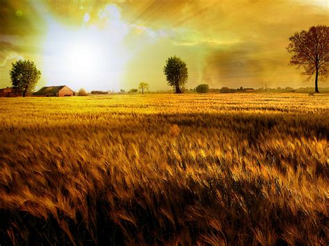 Fields Of Gold Wallpaper Photo Manipulated Nature Wallpapers In 