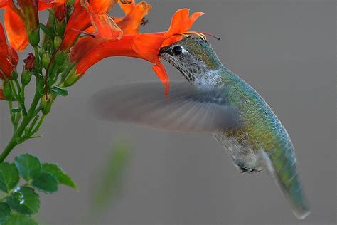 Hummingbirds And Pollination