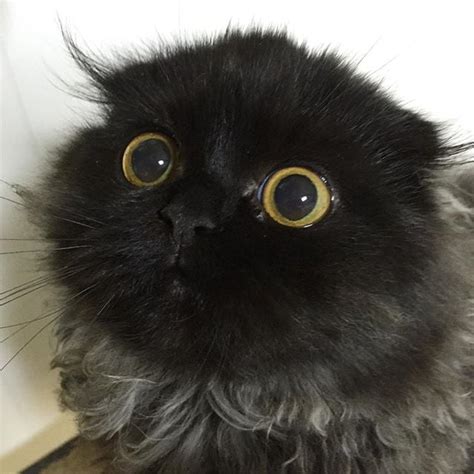 Cat breeds with big eyes are on the loose. Gimo the Cat With Big Eyes Instagram | POPSUGAR Pets