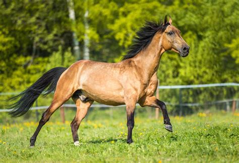 Rarest Horse Breeds In The World Critical And Threatened Horse Breeds