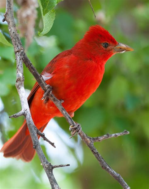 Summer Tanager By Bill Elliot Beautiful Birds Colorful Birds Pet