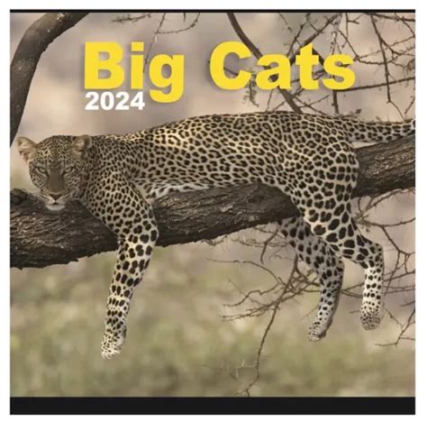 Big Cats 2024 Calendar Large Square Wall Wildlife Calendar 28cm X 28cm