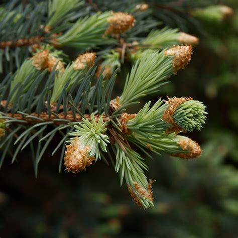 Timeless Organic Black Spruce Essential Oil For Fighting Colds And Flu