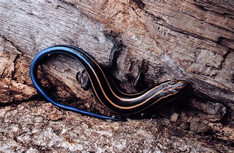 Conservation Of Common Five Lined Skink In Point Pelee National Park