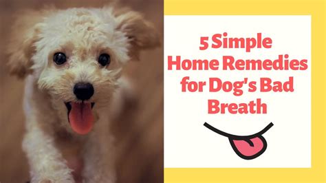 5 Simple Home Remedies For Dogs Bad Breath Youtube