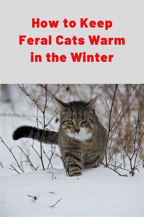 How To Keep Feral Cats Warm In The Winter Feral Cats Cat Shelters