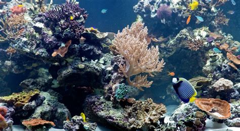 Coral Reefs Secret Cities Of The Sea Exhibition At Natural History