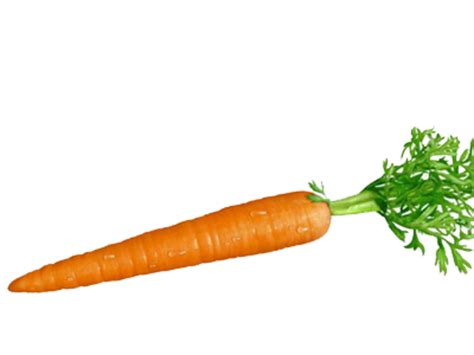 Carrot and stick Root Vegetables Food - carrot png ...