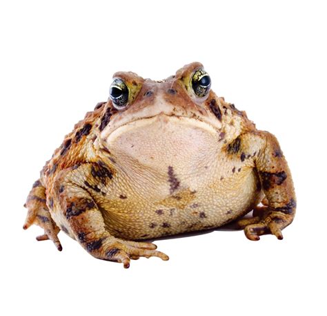 Frog Download Transparent Png Image Png Arts