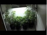 Closet Marijuana Grow Room Images