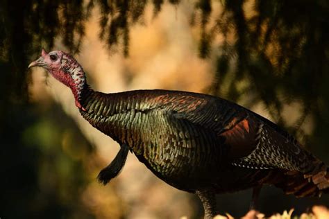 How To Turkey Hunt Expert Tips For Getting Started Calling All Mountains