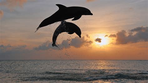Bottlenose Dolphin Tursiops Truncatus Jumping In Sea At Sunset