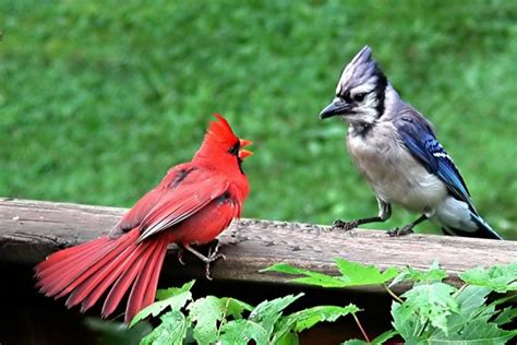 33 Best Cardinals Male And Female Images On Pinterest Cardinal Birds