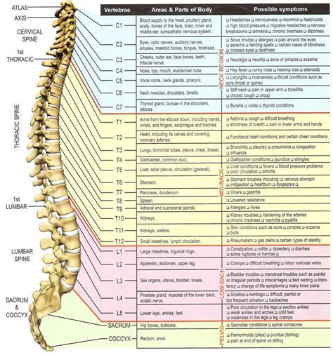 this spinal nerve chart indicates that when a nerve is pinched by vertebrae it can be traced to