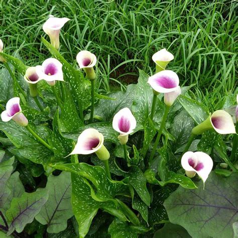 Great prices on potted calla lily. 1Pcs Calla Lily Bulbs, Multi-Colors, Radiation Absorption ...