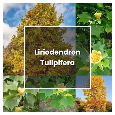 How To Grow Liriodendron Tulipifera Plant Care And Tips Norwichgardener