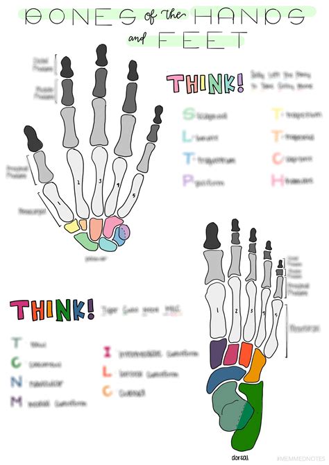 Bones Of The Hands And Feet Study Sheet Etsy