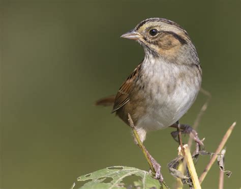 The Swamp Sparrow Wildlife In Nature