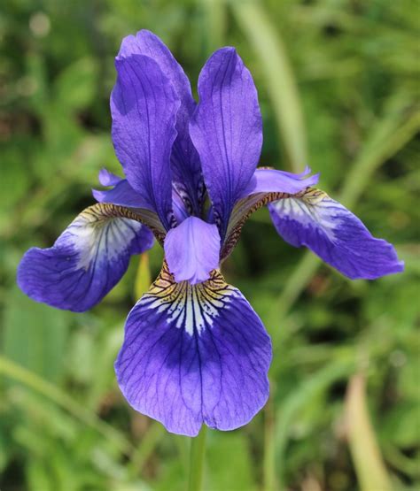 35 Most Stunning Types Of Purple Flower Plants Wikijunkie