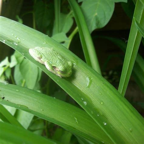 Frog Information And Photos Thriftyfun