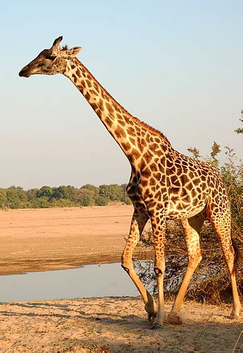 Thornicroft Giraffe South Luangwa National Park Zambia Angeli Flickr