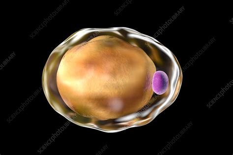 Fat Cell Illustration Stock Image F0157031 Science Photo Library