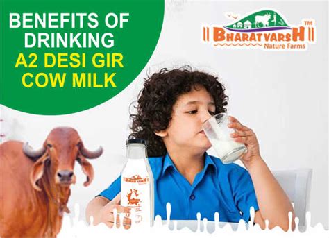 Health Benefits Of A2 Milk Benefits Of Drinking Gir Cow Milk