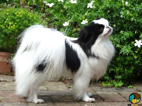 Japanese Chin Dog Breed Information Uk Pets