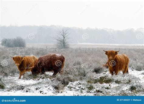 Highland Cattle Stock Image Image Of Winter Snow Meadow 37144427