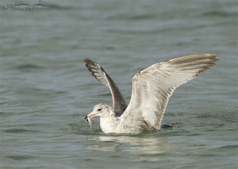 Ring Billed Gull With A Snack On The Wing Photography
