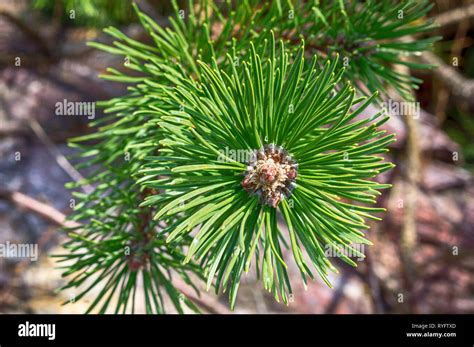 View Of Top Of Pine Tree With Pine Leaf Green Pine Cones And Branch