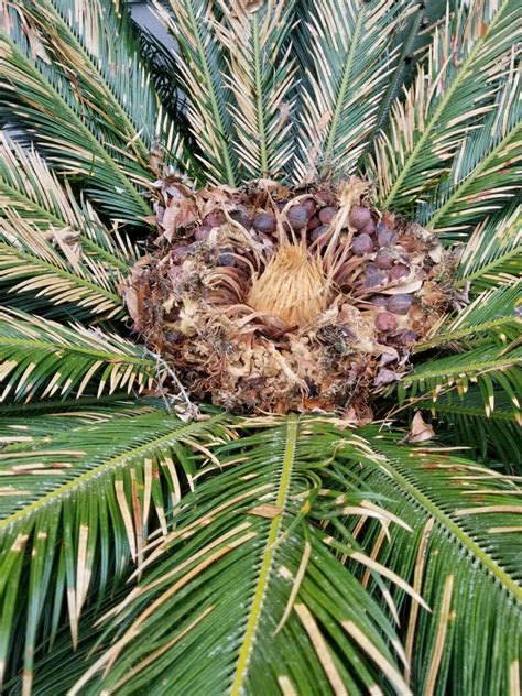 Harvesting Sago Palms Handschin Farm