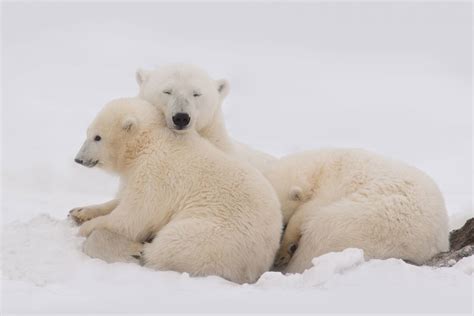 Alaska Polar Bear Tours Aarons Photo Tours And Workshops