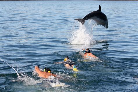 Swim With Wild Dolphins Bay Of Islands Island Travel Paihia