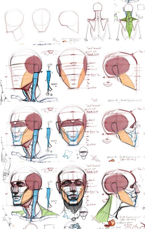 Anatomy Drawing Tutorial Michael Hampton Tuts Head Anatomy Human