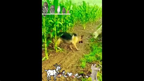 Beautiful Doggy Farming Duty Shorts🤗🐕‍🦺💝 Youtubeshorts Dog Farming