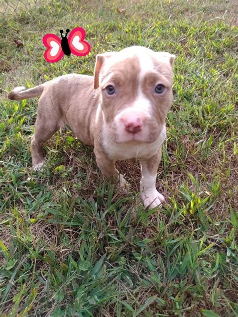 Pin on blue nose pitbull puppy for sale. American Pit Bull Terrier Puppies For Sale | Danville, VA #312752