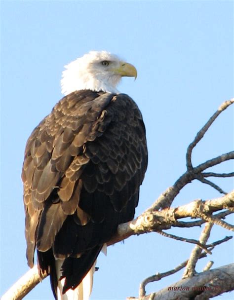 Dakotabald Headed Eagle Photograph By Marion Muhm Fine Art America