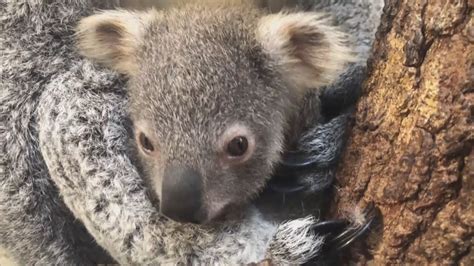 Zoo Names Baby Koala Hope As Tribute To Australia Wildfires Youtube