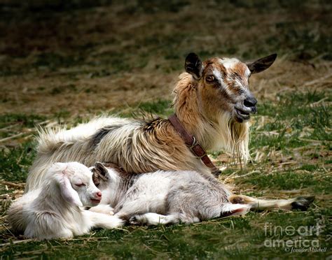 Mama Goat And Twins Photograph By Jennifer Mitchell Fine Art America