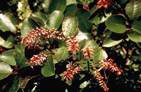 Kāmahi Leaves And Fruit Tall Broadleaf Trees Te Ara Encyclopedia Of